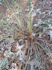 author not stated, no rights reserved Sorghastrum secundum, photograph author not stated, no rights reserved