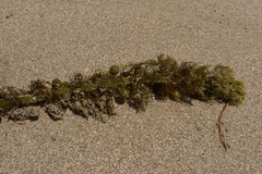 Carpophyllum plumosum