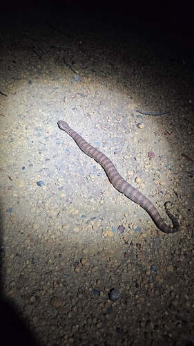 Southern Death Adder sighting