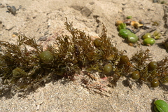 Carpophyllum plumosum