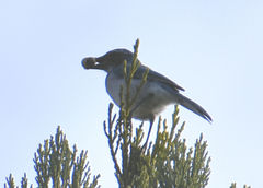 Aphelocoma californica