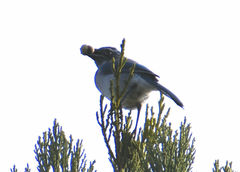 Aphelocoma californica