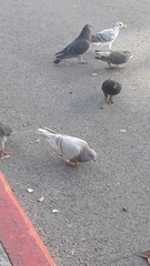 Columba livia domestica