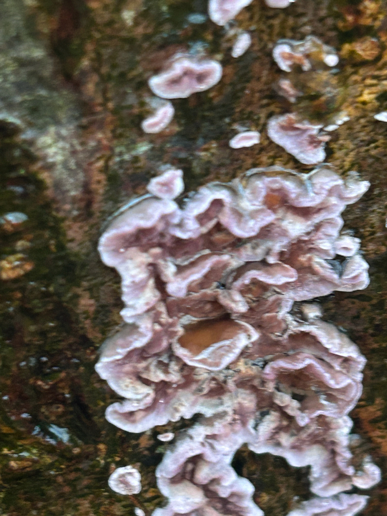 Chondrostereum purpureum · November 2025 · photo: © priyastoric (iNaturalist, cc-by)
