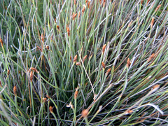 Hypodiscus procurrens