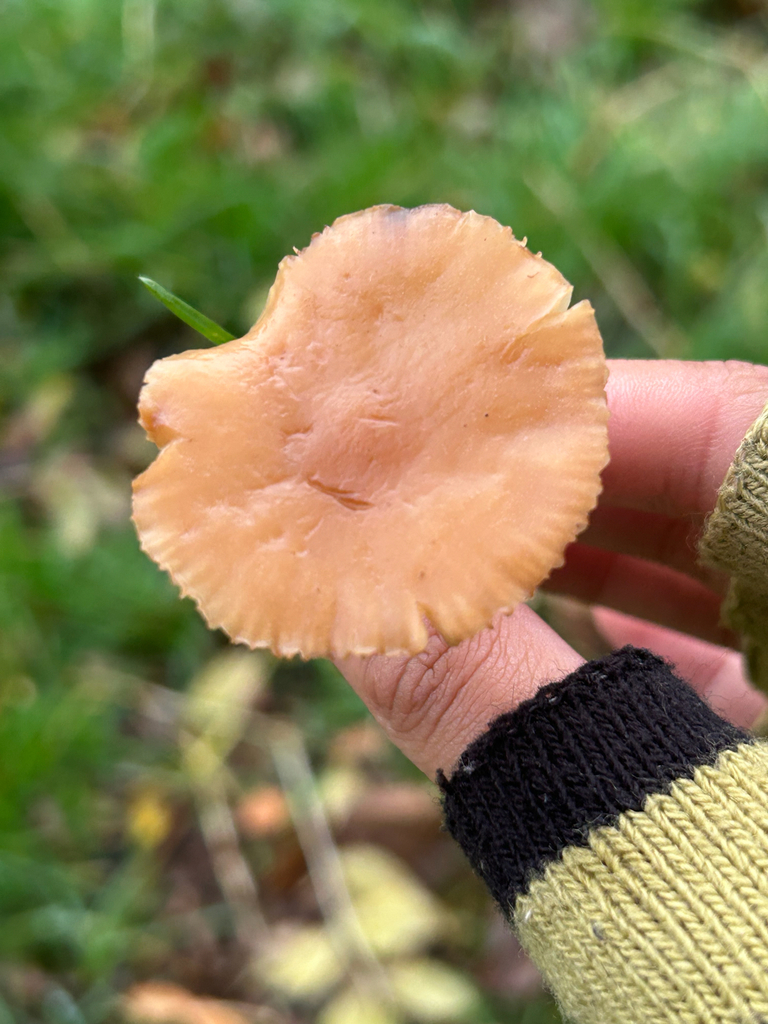 Marasmius oreades · November 2025 · photo: © priyastoric (iNaturalist, cc-by)