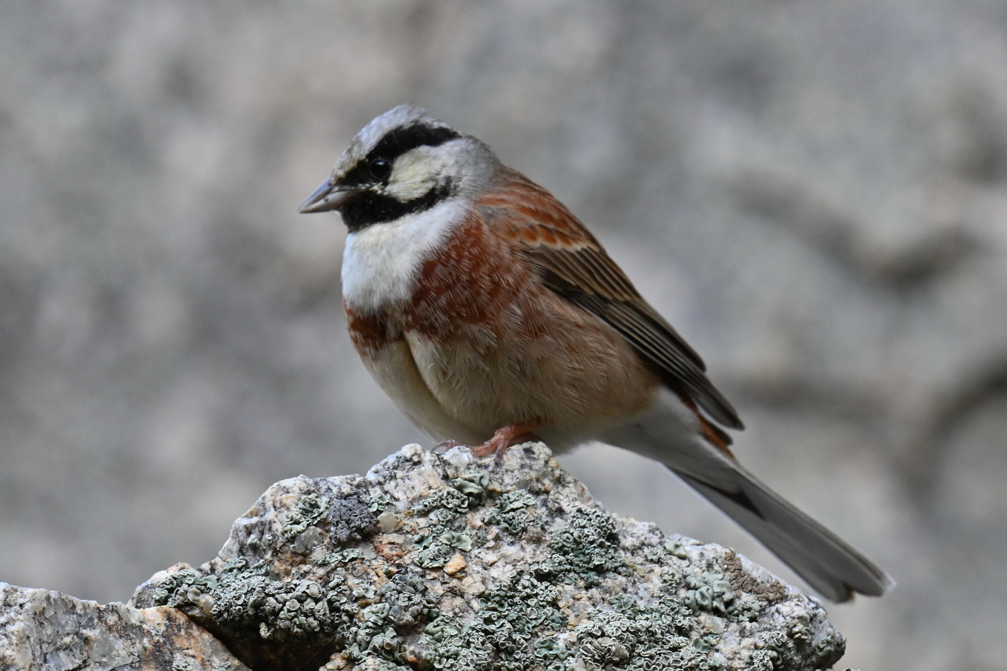 White-capped Bunting