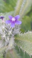 Anchusa aggregata