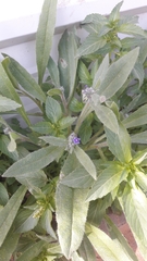 Anchusa aggregata