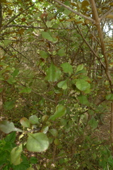 Coprosma arborea