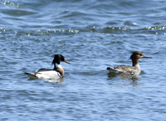 Mergus serrator
