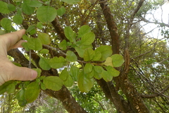 Coprosma arborea