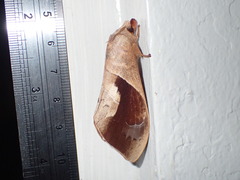 Paralebeda plagifera