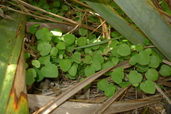 Fuchsia procumbens