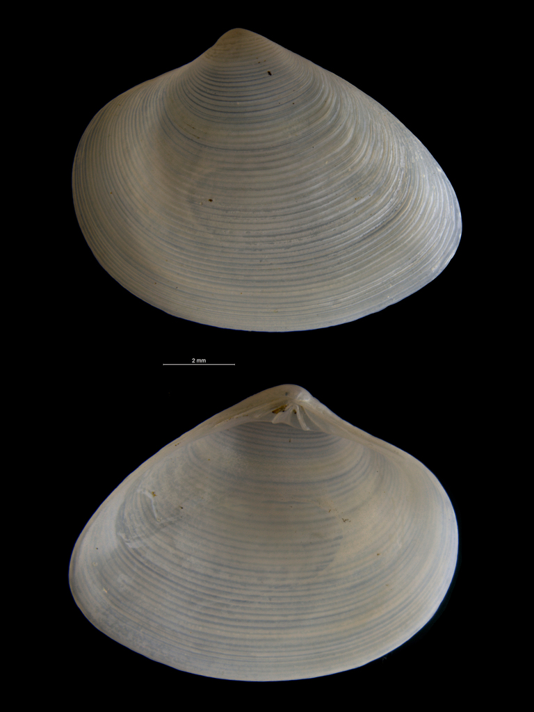 Costellipitar