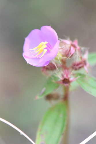 Osbeckia chinensis iNat (2)