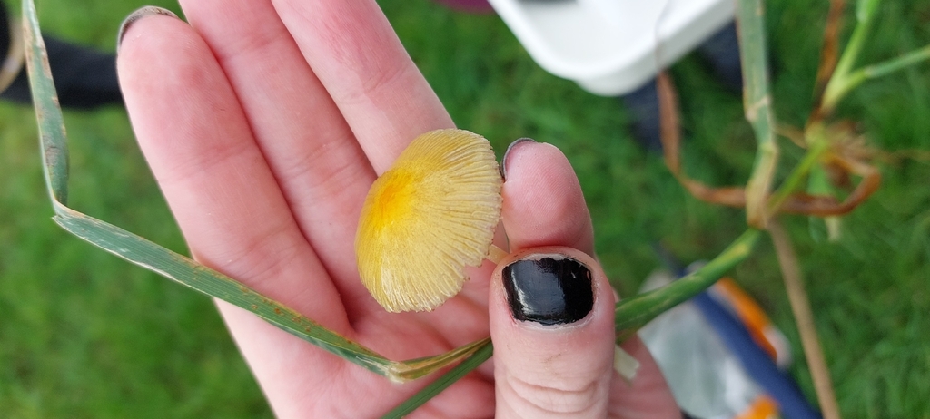 Bolbitius titubans · November 2025 · photo: © tammy_winter (iNaturalist, cc-by)