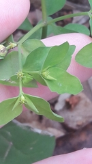 Euphorbia peplus