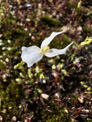 Biddy-four-legs (Stylidium emarginatum)