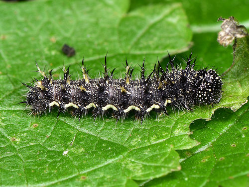 Canary Red Admiral