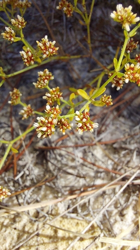 Sand Squares (Paronychia patula)