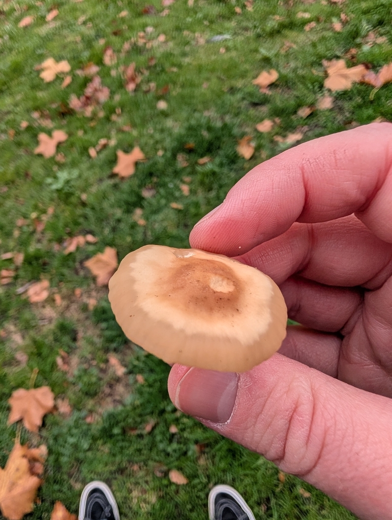 Marasmius oreades · November 2025 · photo: © heather-hyfae (iNaturalist, cc-by)
