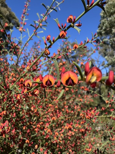 phoenix bitter-pea (Daviesia physodes)