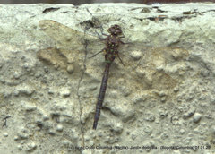 Rhionaeschna marchali