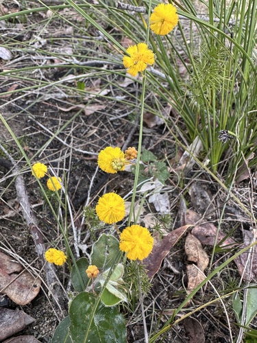 Grass Wattle (Acacia applanata)