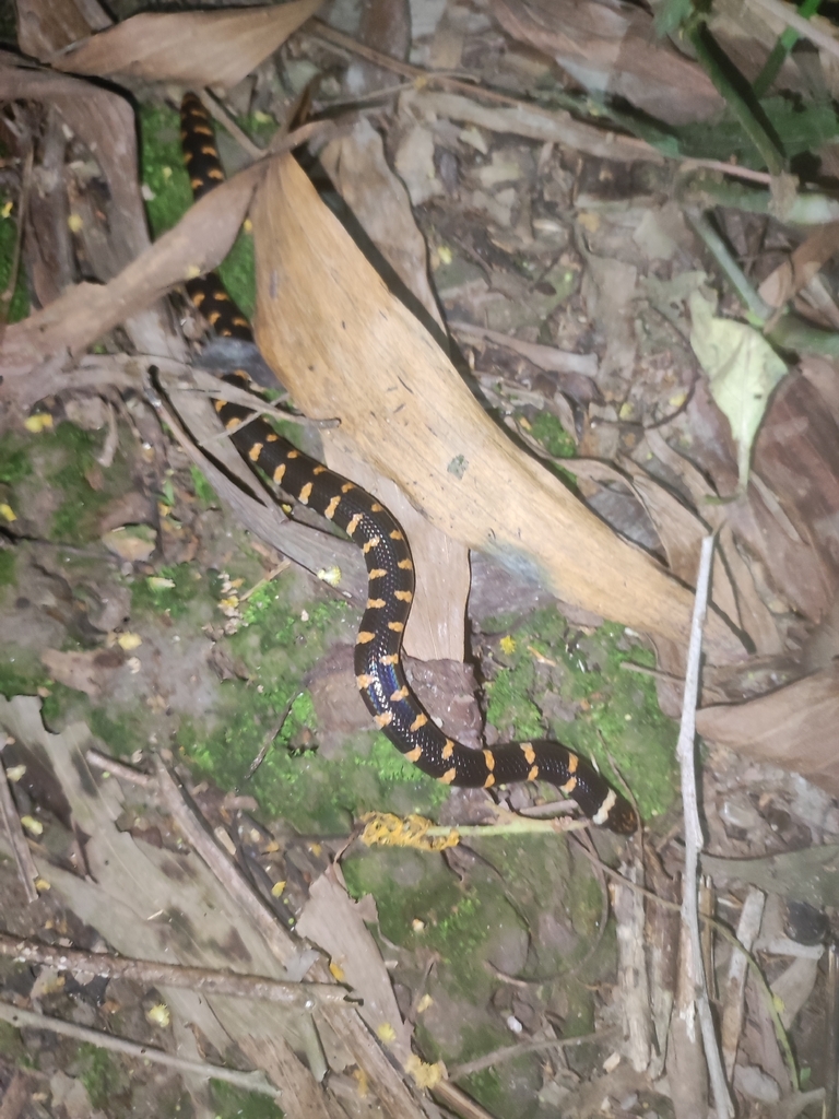 Cylindrophiidae