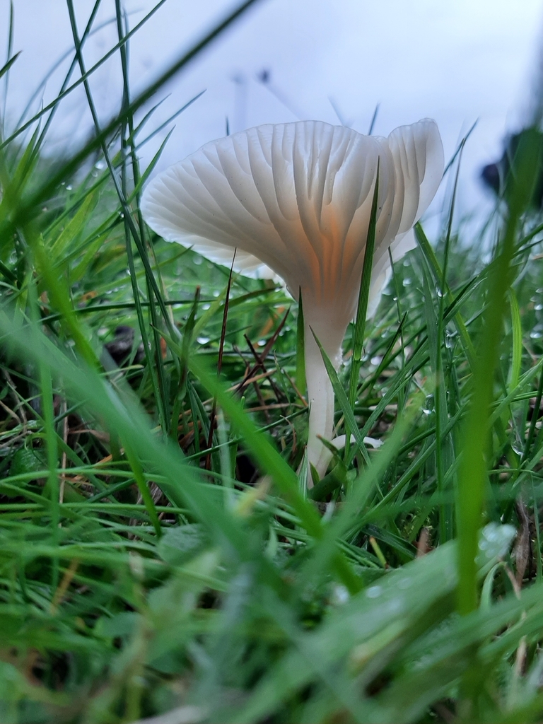Cuphophyllus virgineus · November 2025 · photo: © janetav (iNaturalist, cc-by)