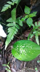 Tectaria subsageniacea