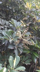 Heptapleurum arboricola