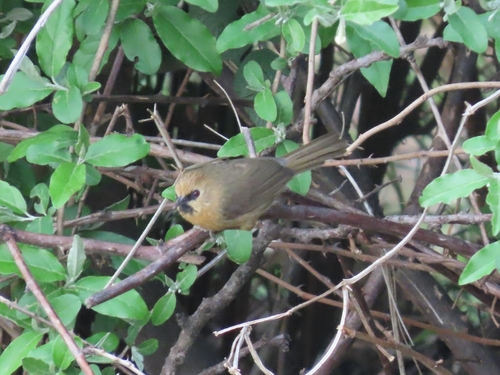 Black-chinned Babbler (Cyanoderma pyrrhops), photo 7
