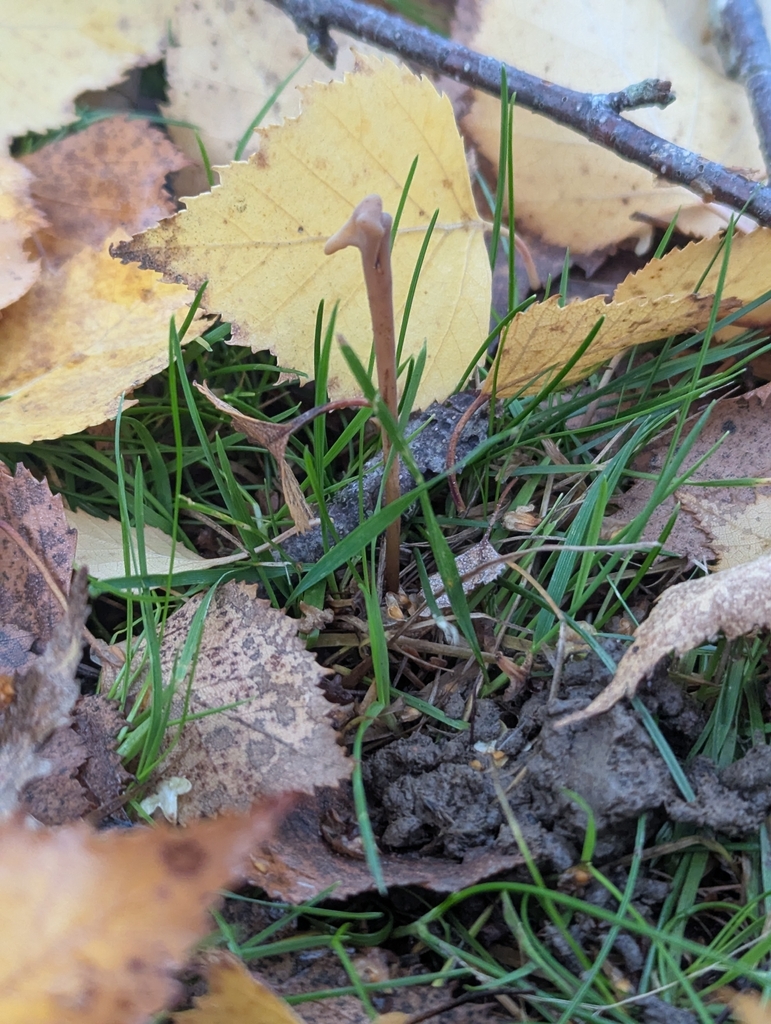Macrotyphula fistulosa · November 2025 · photo: © sarahcrowdersplants (iNaturalist, cc0)