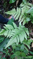 Tectaria subsageniacea