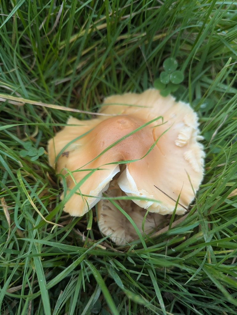 Cuphophyllus pratensis · November 2025 · photo: © sarahcrowdersplants (iNaturalist, cc0)