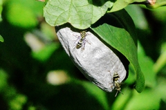 Protopolybia exigua