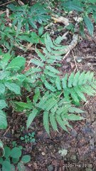 Pteridrys syrmatica
