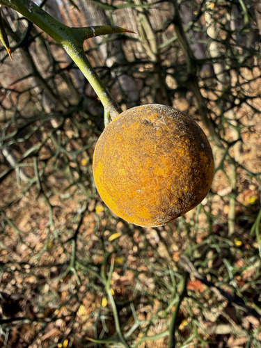Citrus trifoliata