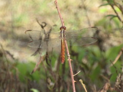 Orthemis