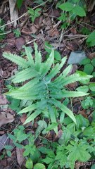 Amblovenatum terminans