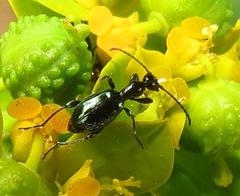 Anthelephila caerulea