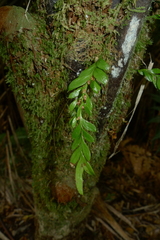 Tmesipteris lanceolata