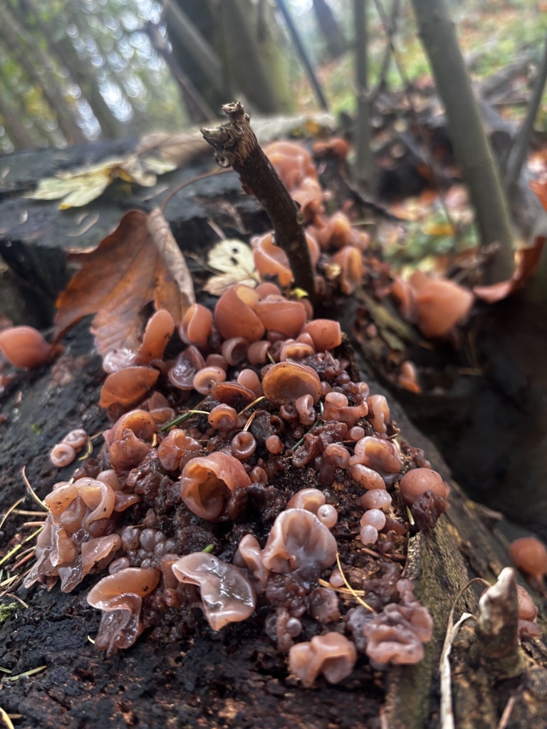 Auricularia auricula-judae · November 2025 · photo: © crystalmarir (iNaturalist, cc0)