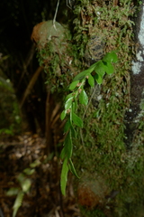 Tmesipteris lanceolata