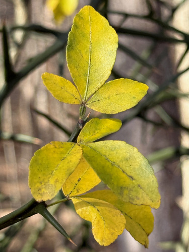 Citrus trifoliata