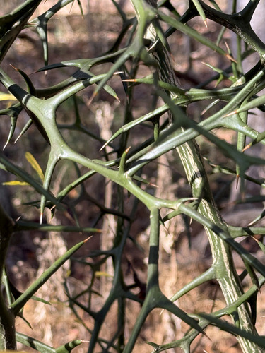 Citrus trifoliata