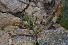 Pseudosedum ferganense