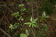 Alseuosmia banksii